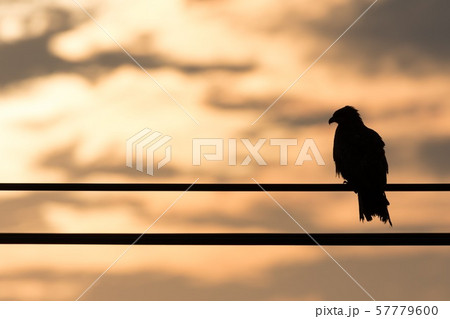 The Watcher The Watcher 57779600