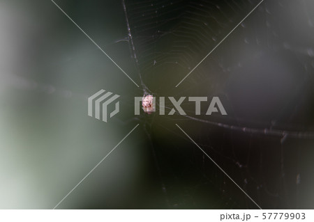 Little Spider on a very thin almost invisible web. 57779903