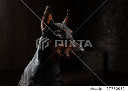 Doberman Pinscher against black background front Doberman Pinscher against black background front 57780082