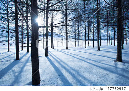 雪原の光 57780917