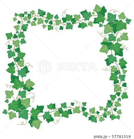 Vine ivy green leaves frame. Climbing plant greenery rectangular border. Floral creeper leaf Vine ivy green leaves frame. Climbing plant greenery rectangular border. Floral creeper leaf 57781319