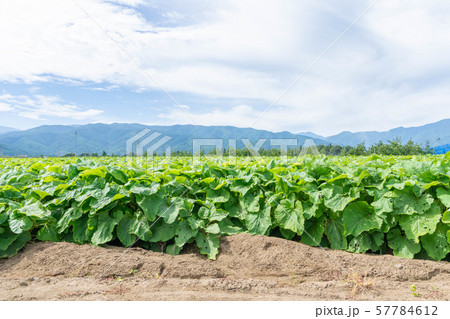 山形村のごぼう畑 山形村のごぼう畑 57784612