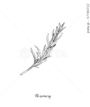 Botanical illustration of the Rosemary branch. Isolated on white background. Hand drawn vector Botanical illustration of the Rosemary branch. Isolated on white background. Hand drawn vector 57784722