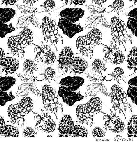 Vector Blackberry healthy food. Black and white engraved ink art. Seamless background pattern. 57785069