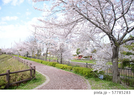 桜並木 桜並木 57785283