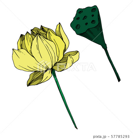 Vector Lotus floral botanical flower. Black and white engraved ink art. Isolated lotus illustration Vector Lotus floral botanical flower. Black and white engraved ink art. Isolated lotus illustration 57785293