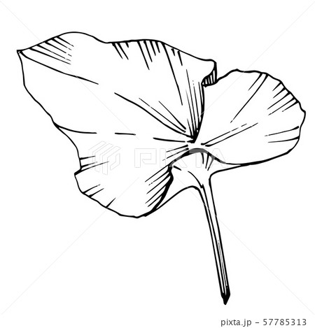 Vector Lotus floral botanical flower. Black and white engraved ink art. Isolated lotus illustration Vector Lotus floral botanical flower. Black and white engraved ink art. Isolated lotus illustration 57785313