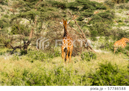 Giraffe crossing the trail in Samburu Park 57786588