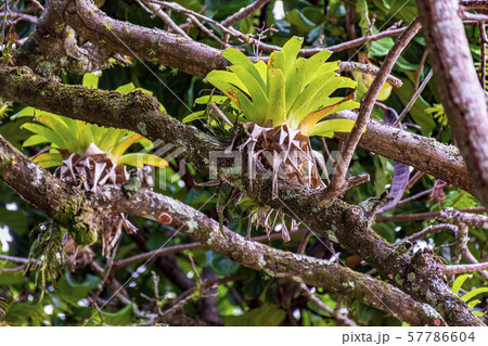 Bromeliad tree trunk from Brazilian rainforest 57786604