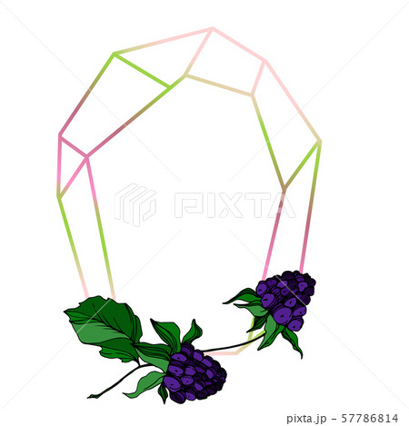 Vector Blackberry healthy food. Black and white engraved ink art. Frame border ornament square. 57786814