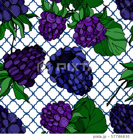Vector Blackberry healthy food. Black and white engraved ink art. Seamless background pattern. 57786830
