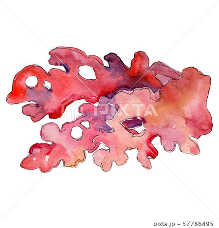 Red aquatic underwater nature coral reef. Watercolor background set. Isolated coral illustration Red aquatic underwater nature coral reef. Watercolor background set. Isolated coral illustration 57786895