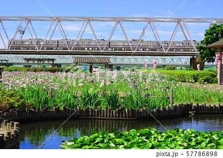小岩菖蒲園と京成本線 57786898