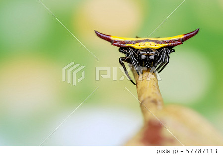 Spiny orb weaver with yellow color on the back stay on branch of leaf  57787113