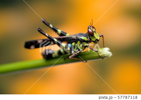 Multicolor jump grasshopper stay on branch of tree 57787118
