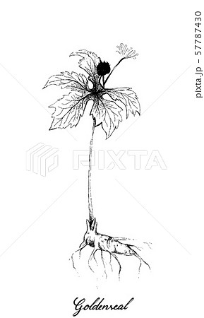 Hand Drawn of Hydrastis Canadensis or Goldenseal 57787430