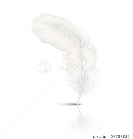 Vector 3d Realistic Falling White Fluffy Twirled Feather with Reflection Closeup Isolated on White 57787886