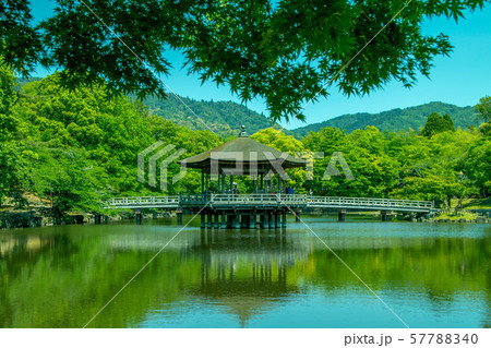 新緑の春日大社 浮見堂 水面への映り込み と もみじ 2 57788340