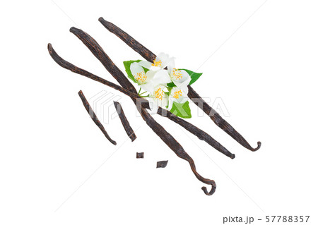 Vanilla sticks with flower and leaf isolated on white background. Top view. Flat lay 57788357