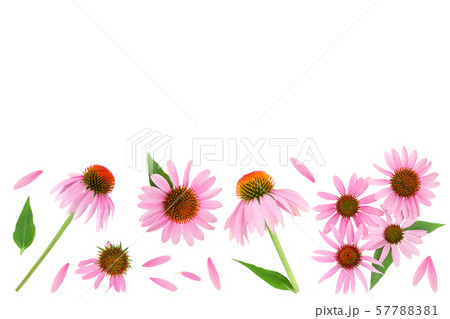 Coneflower or Echinacea purpurea isolated on white background with copy space for your text. Top Coneflower or Echinacea purpurea isolated on white background with copy space for your text. Top 57788381