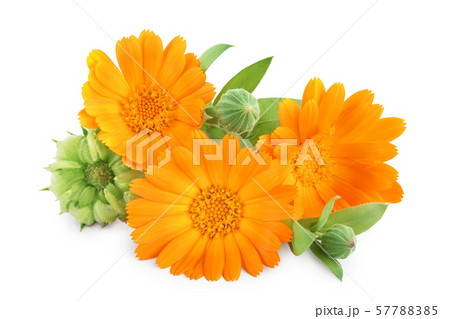 Calendula. Marigold flower isolated on white background Calendula. Marigold flower isolated on white background 57788385