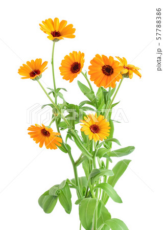Bushes of orange Calendula flowers background . Isolated on white Bushes of orange Calendula flowers background . Isolated on white 57788386