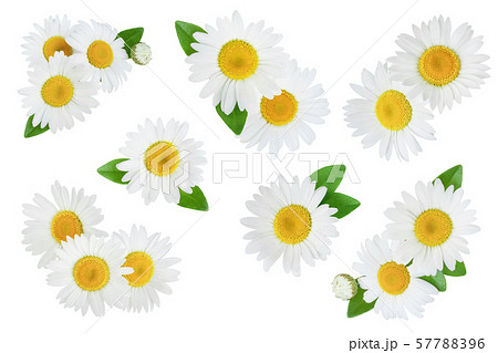 one chamomile or daisies with leaves isolated on white background, Set or collection 57788396
