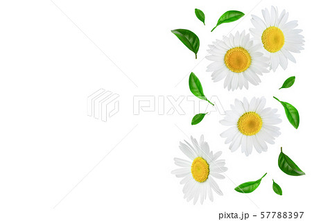 one chamomile or daisies with leaves isolated on white background with copy space for your text 57788397