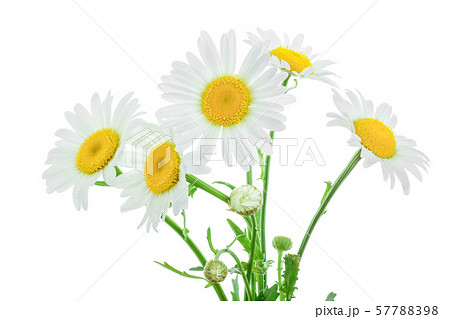 one chamomile or daisies with leaves isolated on white background 57788398