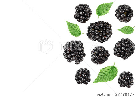 blackberry with leaf isolated on a white background. With copy space for your text. Top view. Flat blackberry with leaf isolated on a white background. With copy space for your text. Top view. Flat 57788477