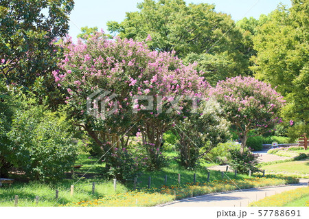 サルスベリの花 57788691