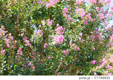 サルスベリの花 サルスベリの花 57788692