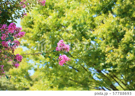 サルスベリの花 サルスベリの花 57788693