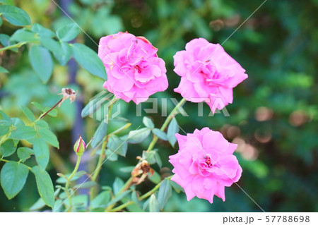 バラの花 ロイヤルサンセット バラの花 ロイヤルサンセット 57788698