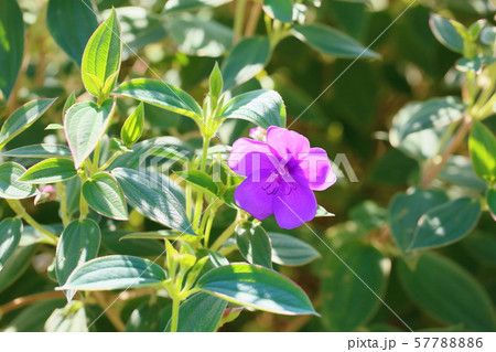 シコンノボタンの花 57788886