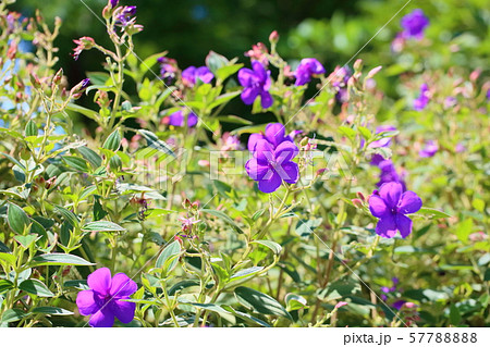 シコンノボタンの花の写真素材 5778