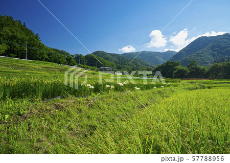 白い曼珠沙華が咲く 寺坂棚田 白い曼珠沙華が咲く 寺坂棚田 57788956