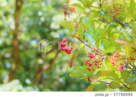 サンゴジュの実 57788998