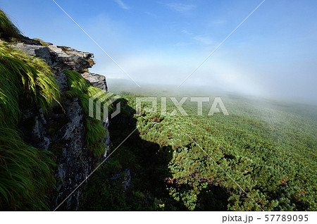北海道の森に架かる白い虹（霧虹・フォグボー） 57789095