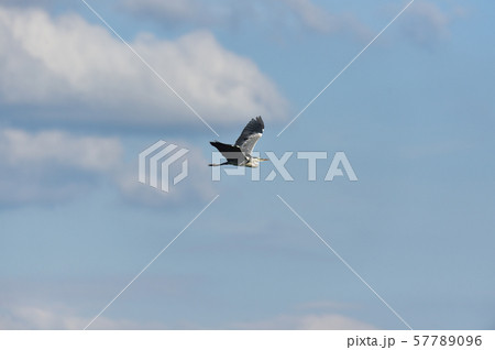 空を飛ぶアオサギ（北海道） 57789096
