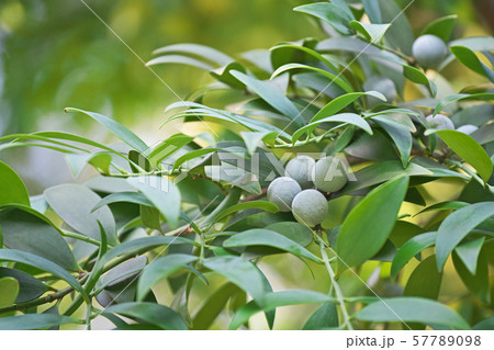 白い粉をつけたナギの実 白い粉をつけたナギの実 57789098