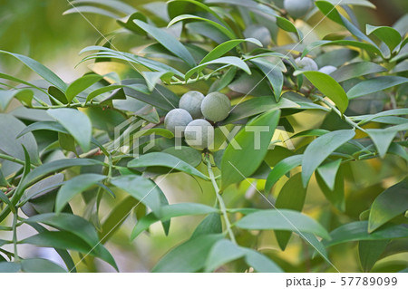 白い粉をつけたナギの実 57789099