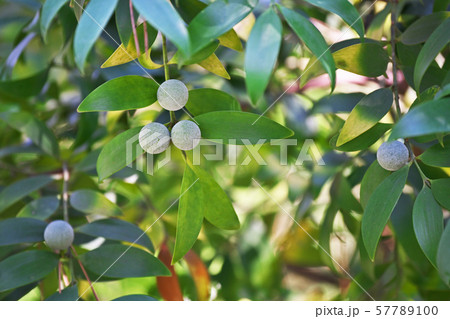 白い粉をつけたナギの実 57789100