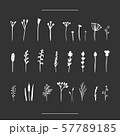 Isolated hand-drawn herbal set on chalk board 57789185