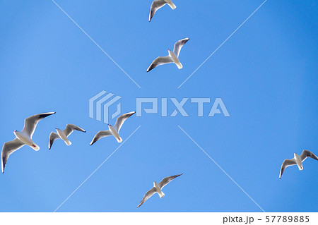 白い鳩 白い鳩 57789885