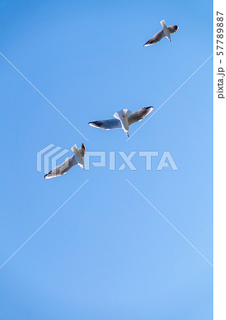 白い鳩 白い鳩 57789887
