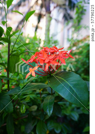 814　ベニテマリ 57790225