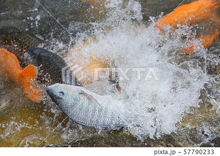Tilapia farm swimming and jumping on surface in 57790233