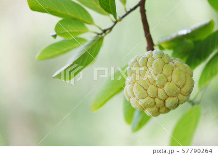 Sugar apple or custard apple on tree in the garden Sugar apple or custard apple on tree in the garden 57790264