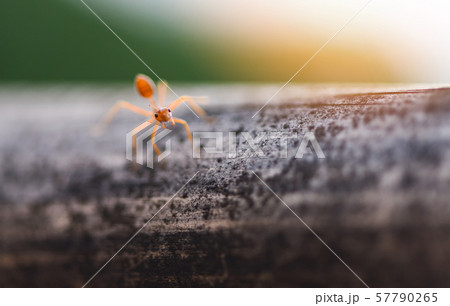 Ant action standing on tree branch with morning Ant action standing on tree branch with morning 57790265